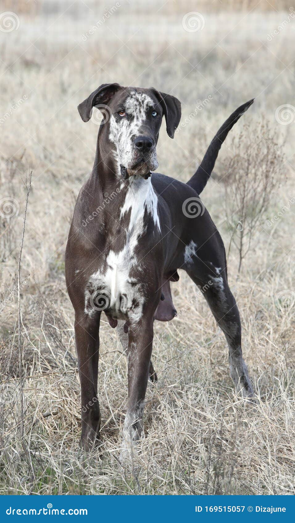 chocolate harlequin great dane