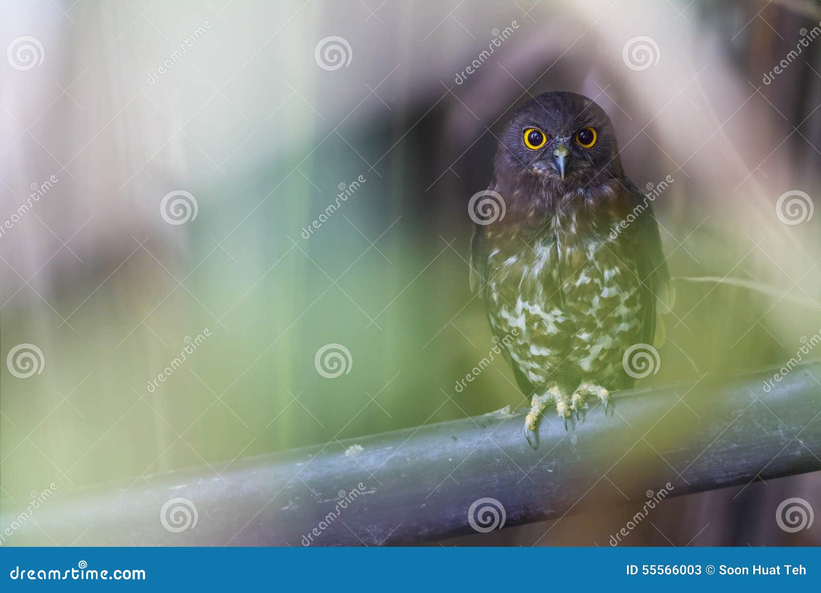 brown hawk owl aka brown boobook