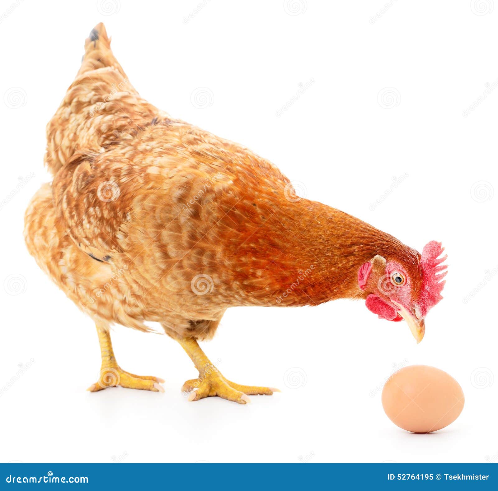 Brown-Henne mit Ei auf Weiß, Atelieraufnahme