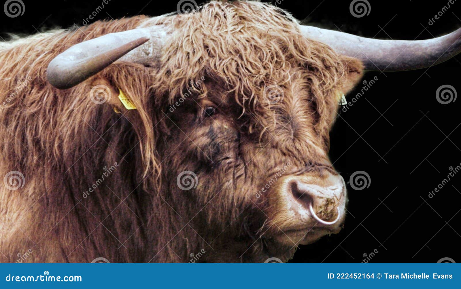 bull ring - Animal Stock Photos - Kimballstock