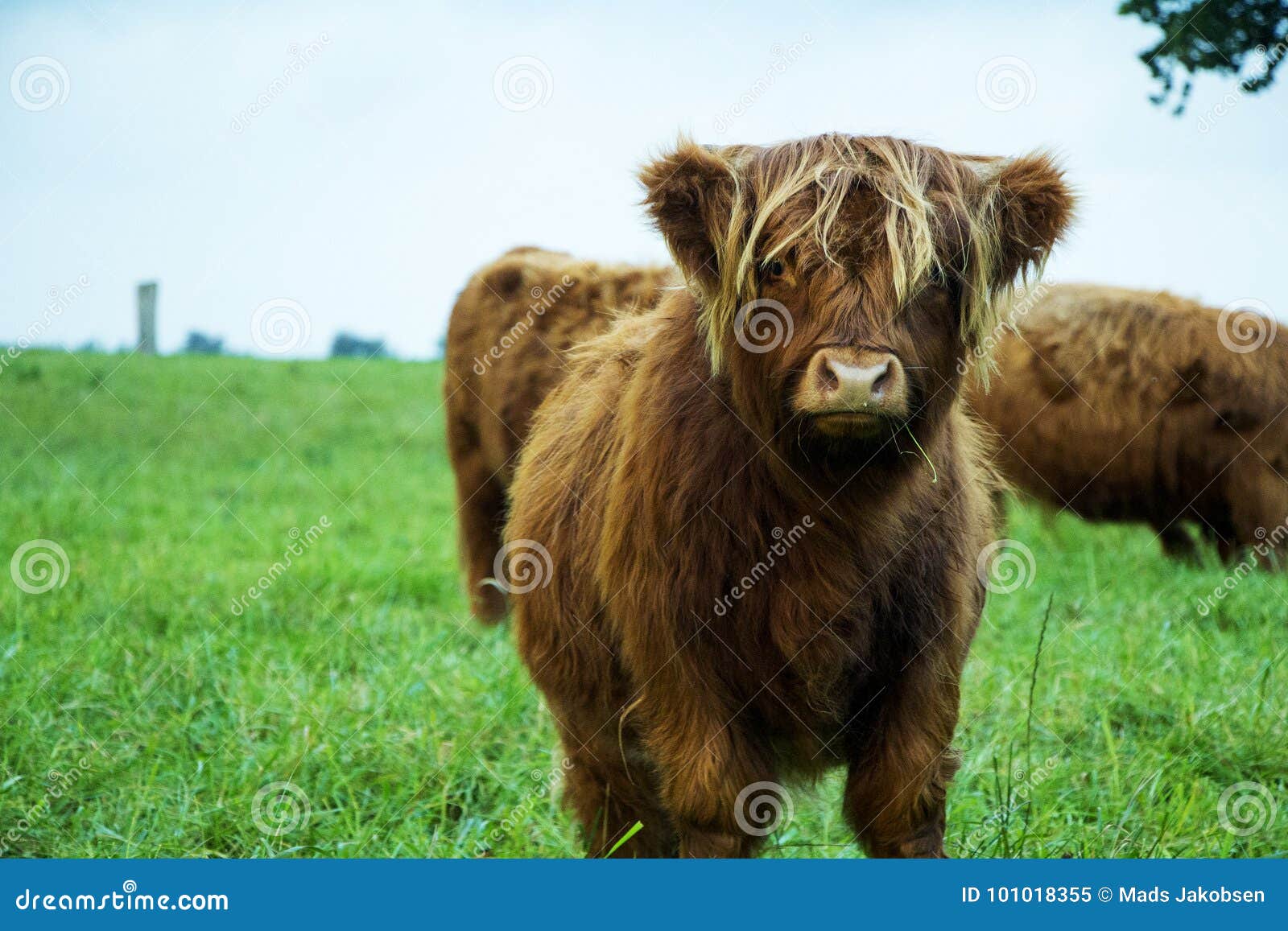 highland calf highland calf