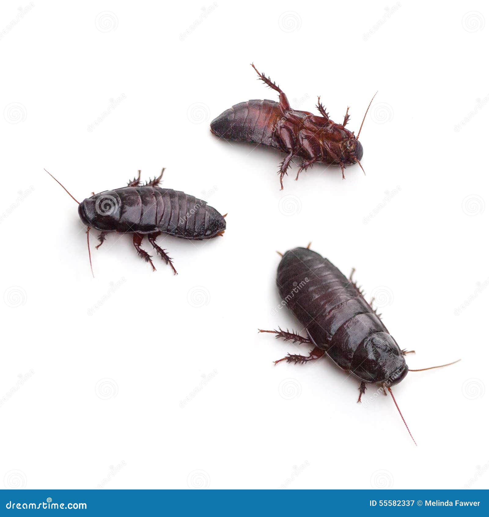 Brown-hooded Cockroach stock image. Image of cryptocercus - 55582337
