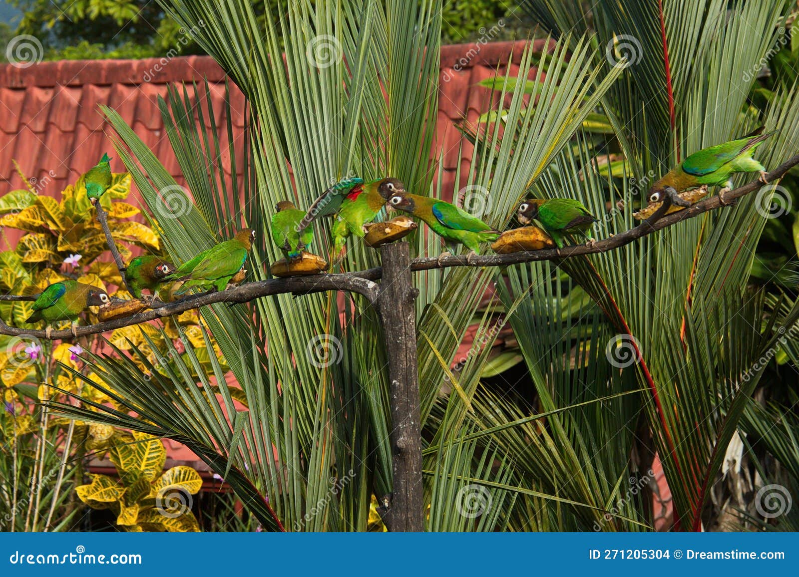 brown-hooded parrot in pedacito de cielo near boca tapada in costa rica
