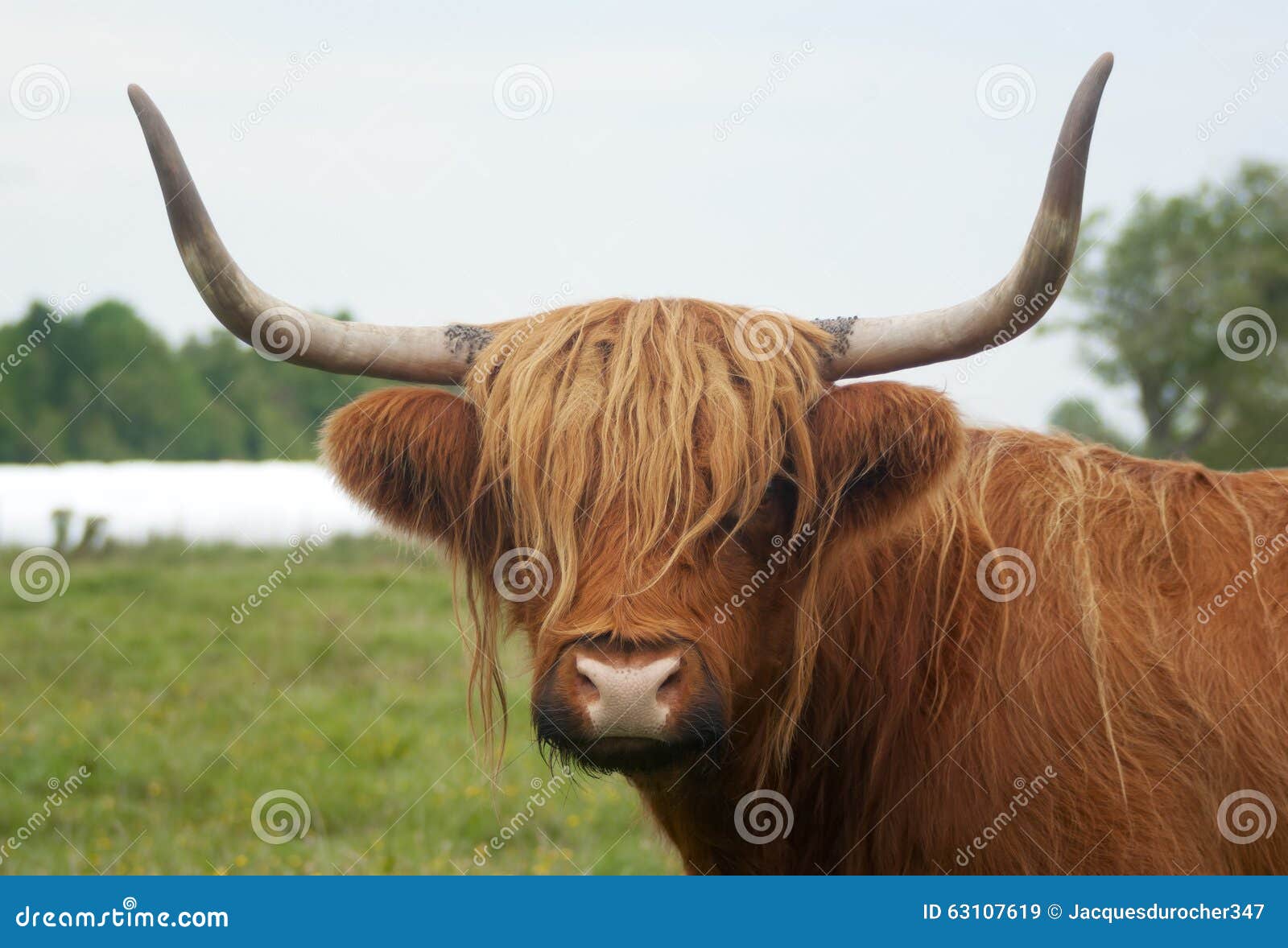 brown horned cow long horns grass