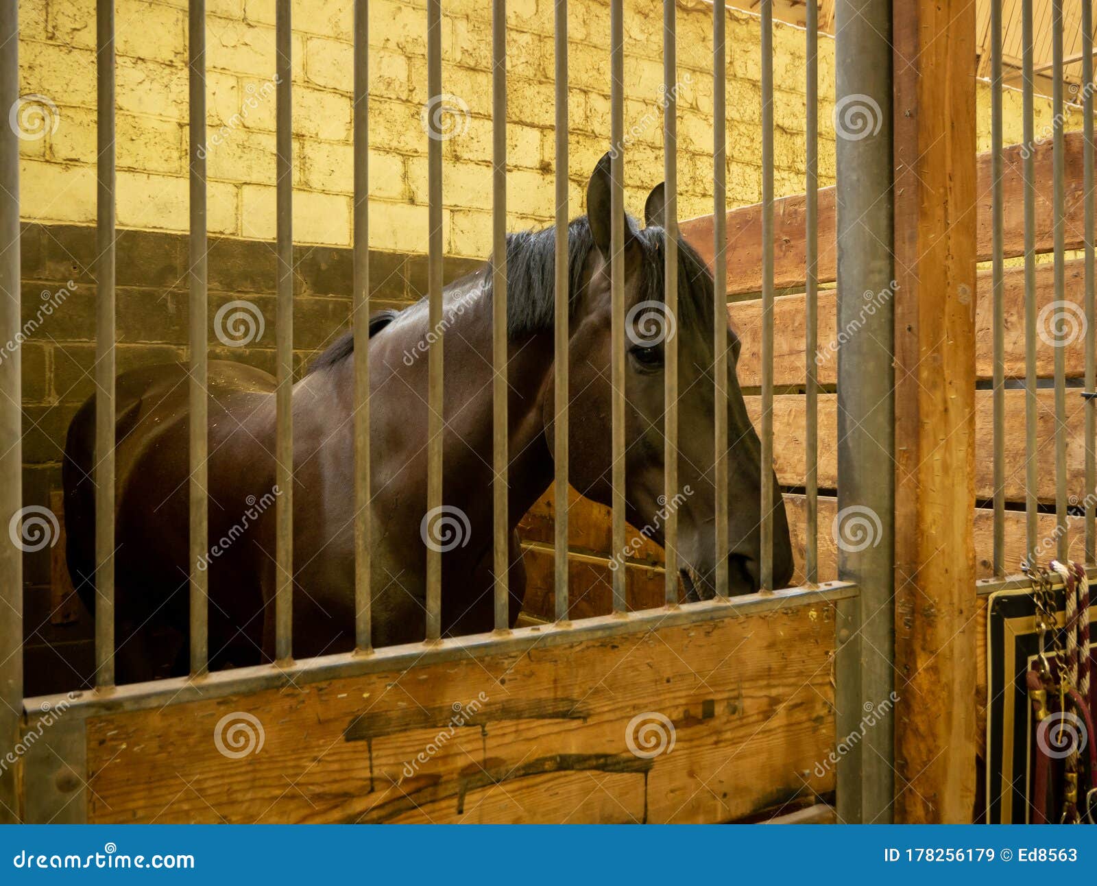 Brown Horse Behind Bars in Barn Stable Stock Image Image of metal