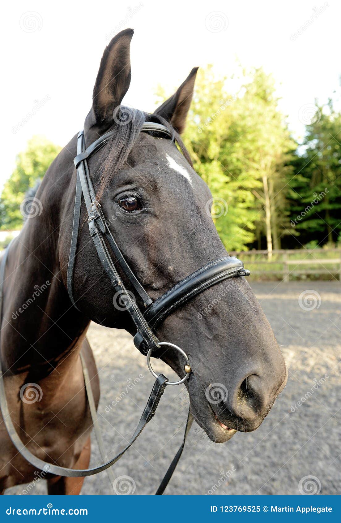 Brown Horse with Bridle and Bit Stock Image Image of marker, bred