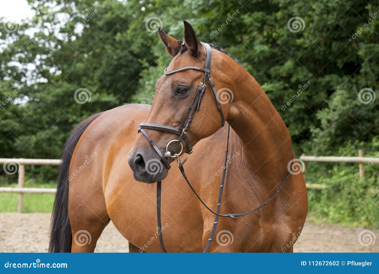 Brown horse with bridle stock photo. Image of ranch 112672602