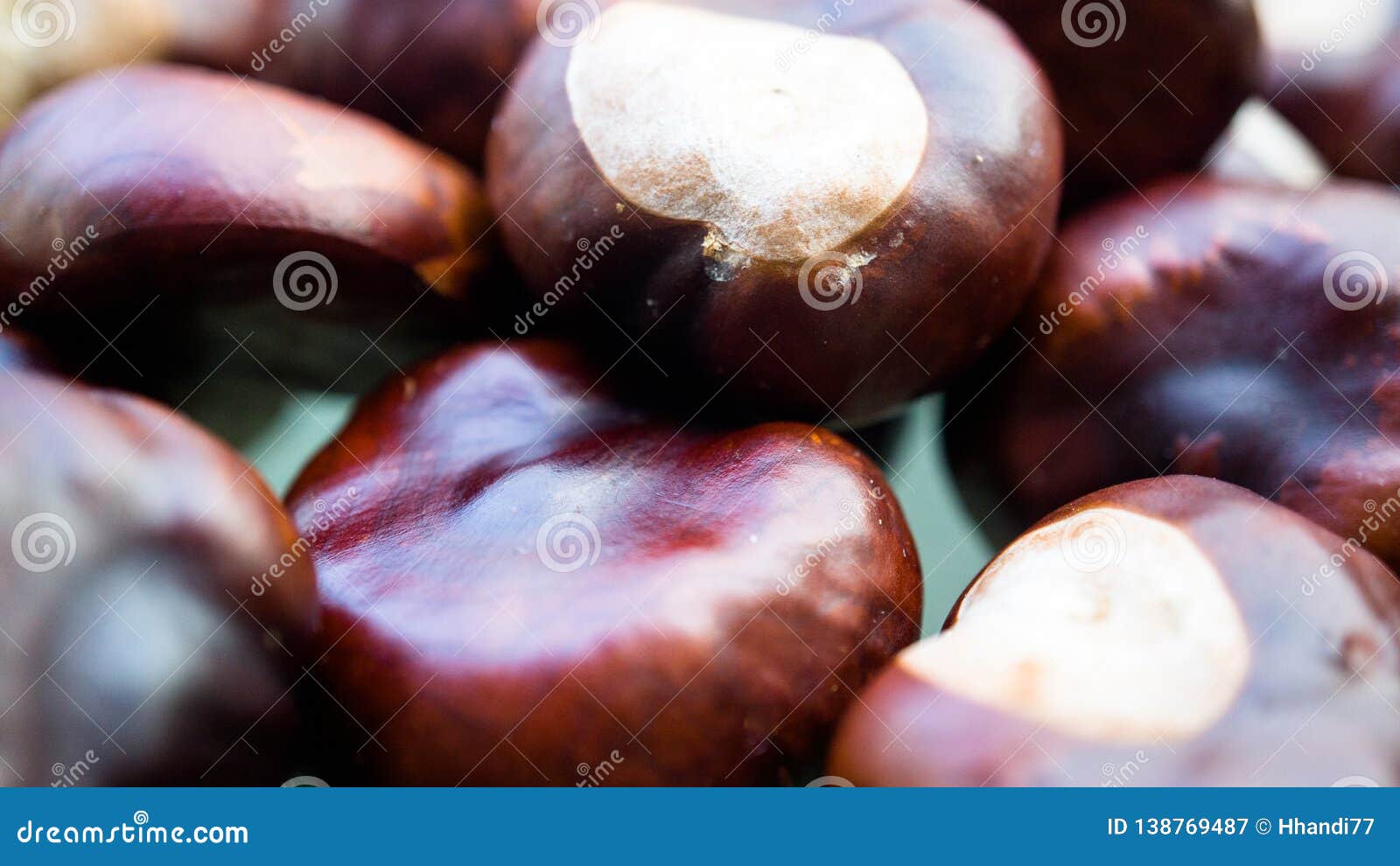 Brown horse chestnuts stock image. Image of shiny, chestnuts 138769487