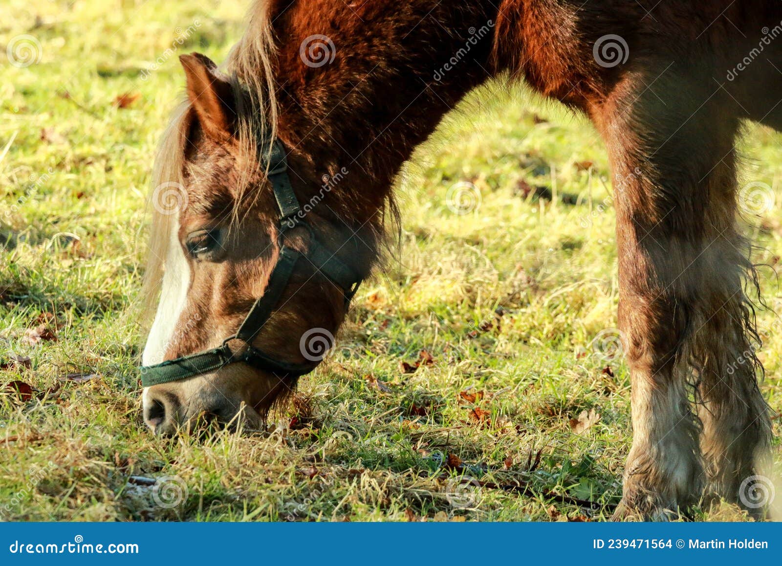 Brown Horse Eating Grass in a Field Stock Photo Image of environment