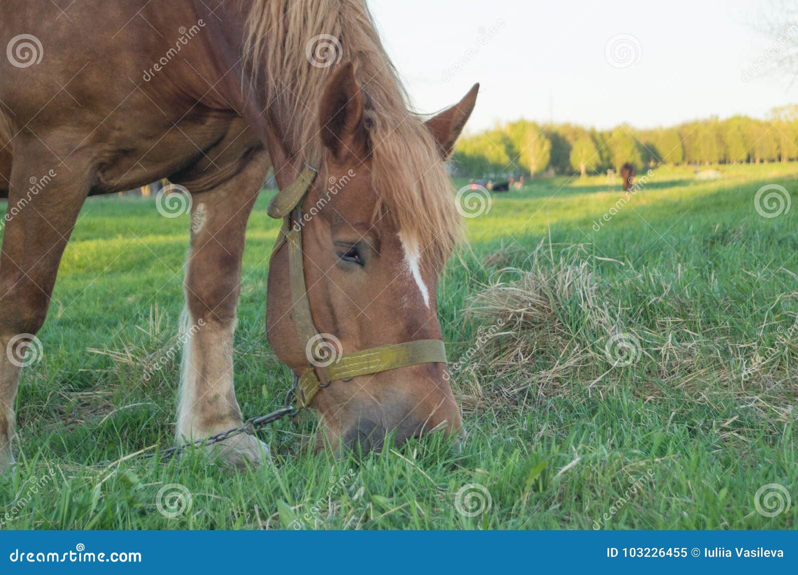 Brown Horse Eating Grass on the Field Stock Image Image of