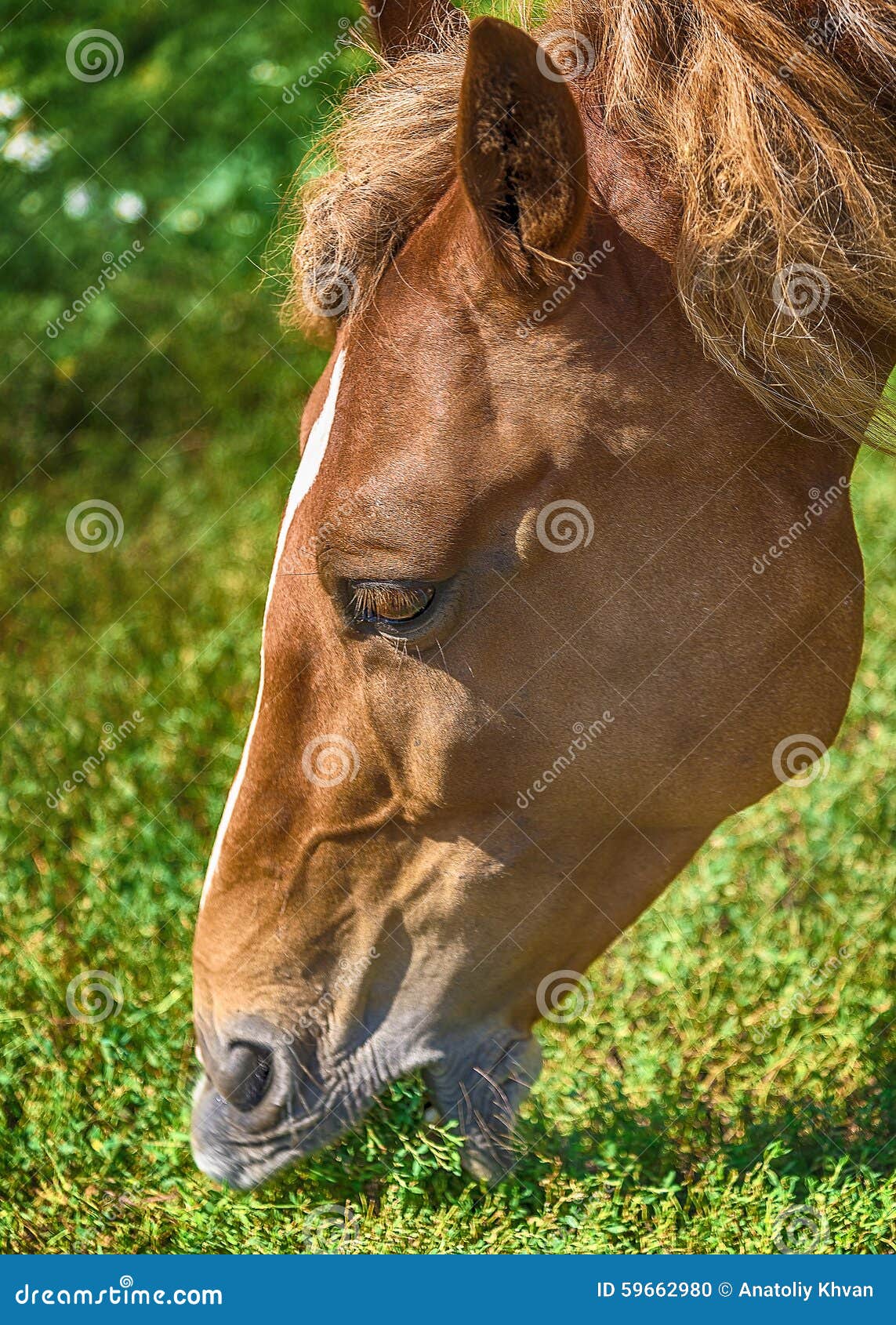 Brown Horse Eating Grass on the Field with Stock Photo Image of
