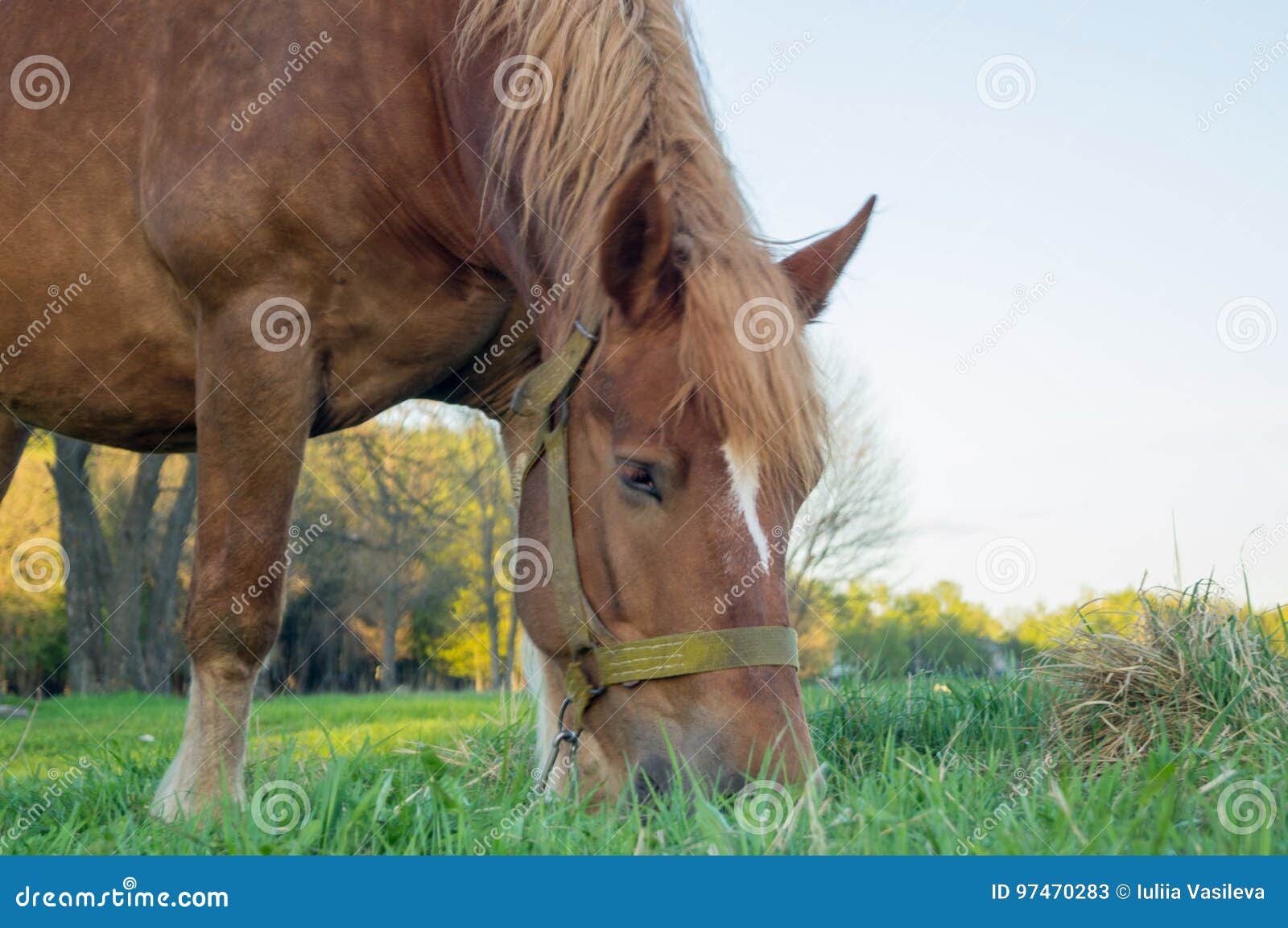Brown Horse Eating Grass on the Field Stock Image Image of brown