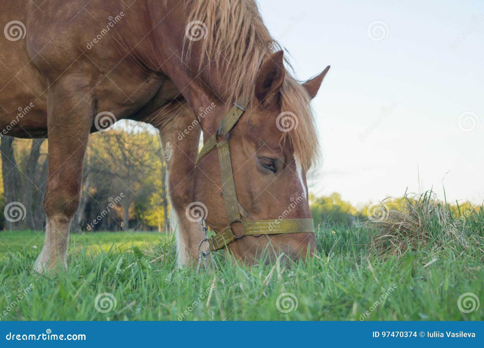 Brown Horse Eating Grass on the Field Stock Photo Image of