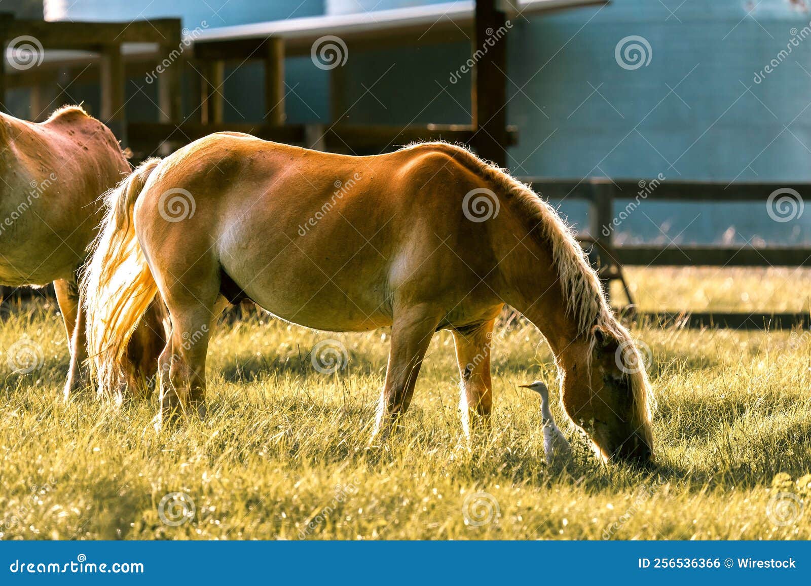 Brown Horse Eating a Grass in the Ranch Stock Photo Image of