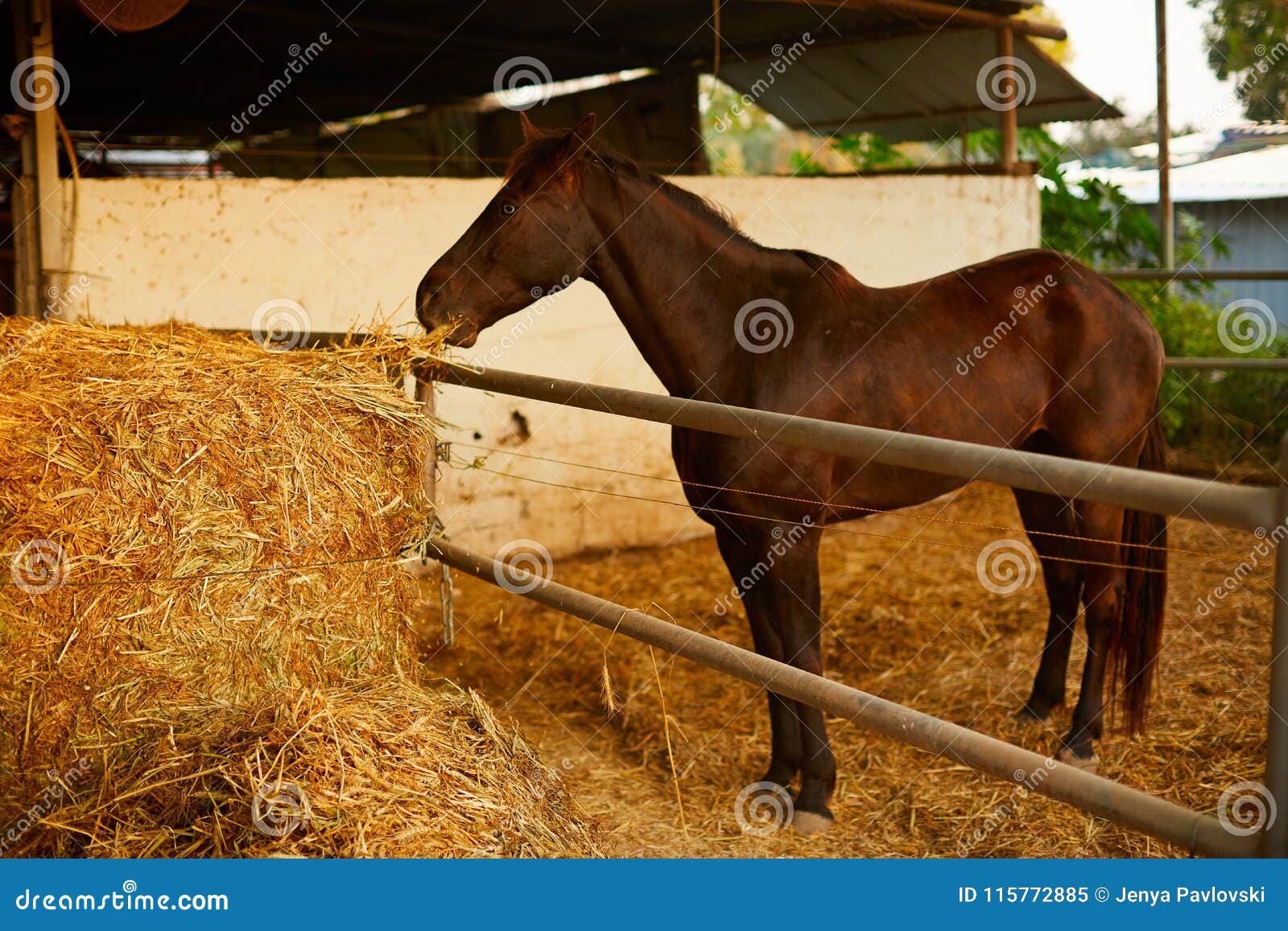 Brown Horse Eating Hay in Horse Stable Stock Image Image of feed