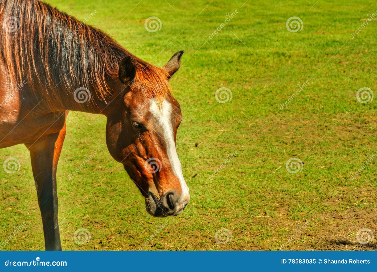 Brown horse eating stock image. Image of eating, field 78583035