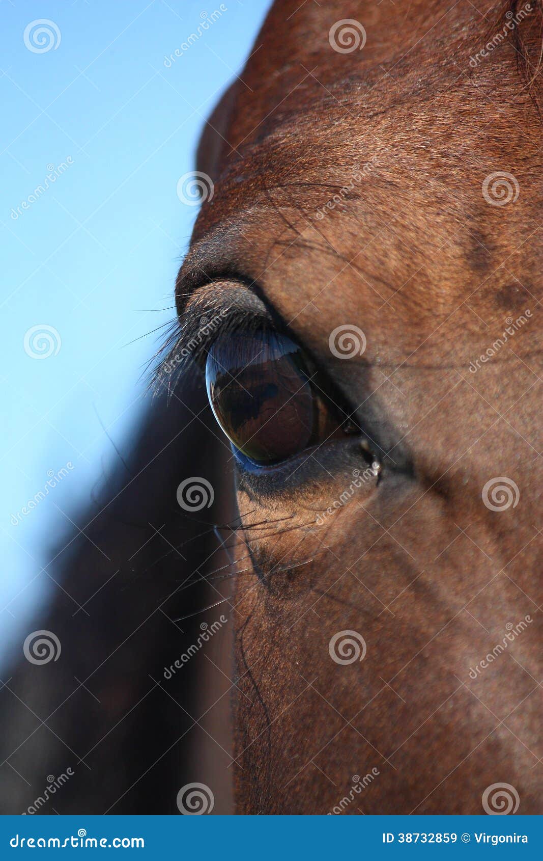 Brown horse eye close up stock image. Image of vision 38732859