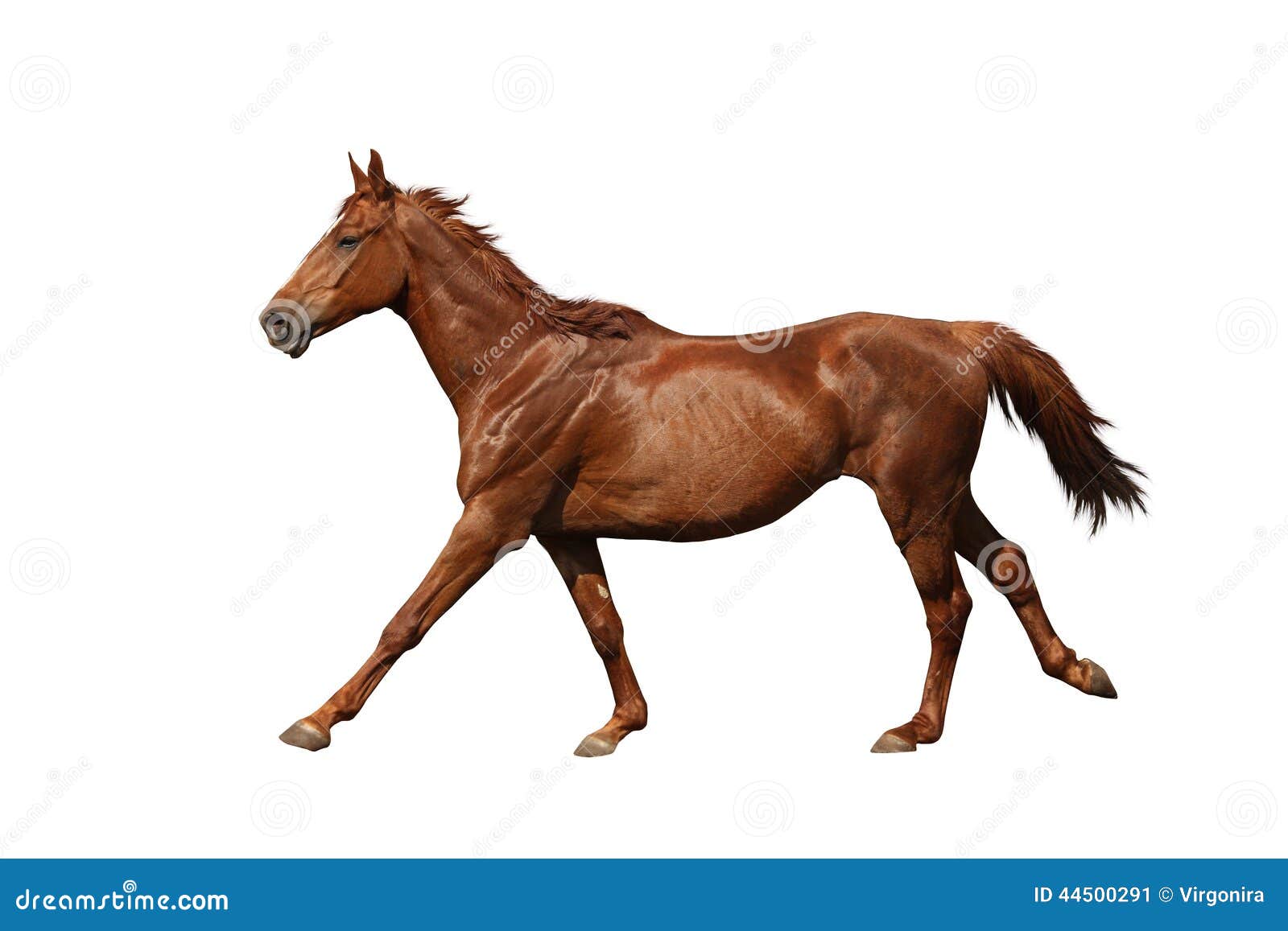 Brown Horse Galloping Fast Isolated on White Stock Image Image of equestrian, fast 44500291