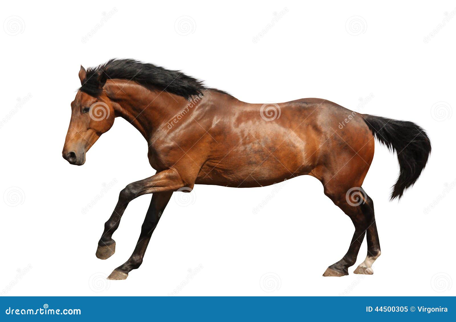 Brown Horse Galloping Fast Isolated on White Stock Image Image of cantering, energy 44500305