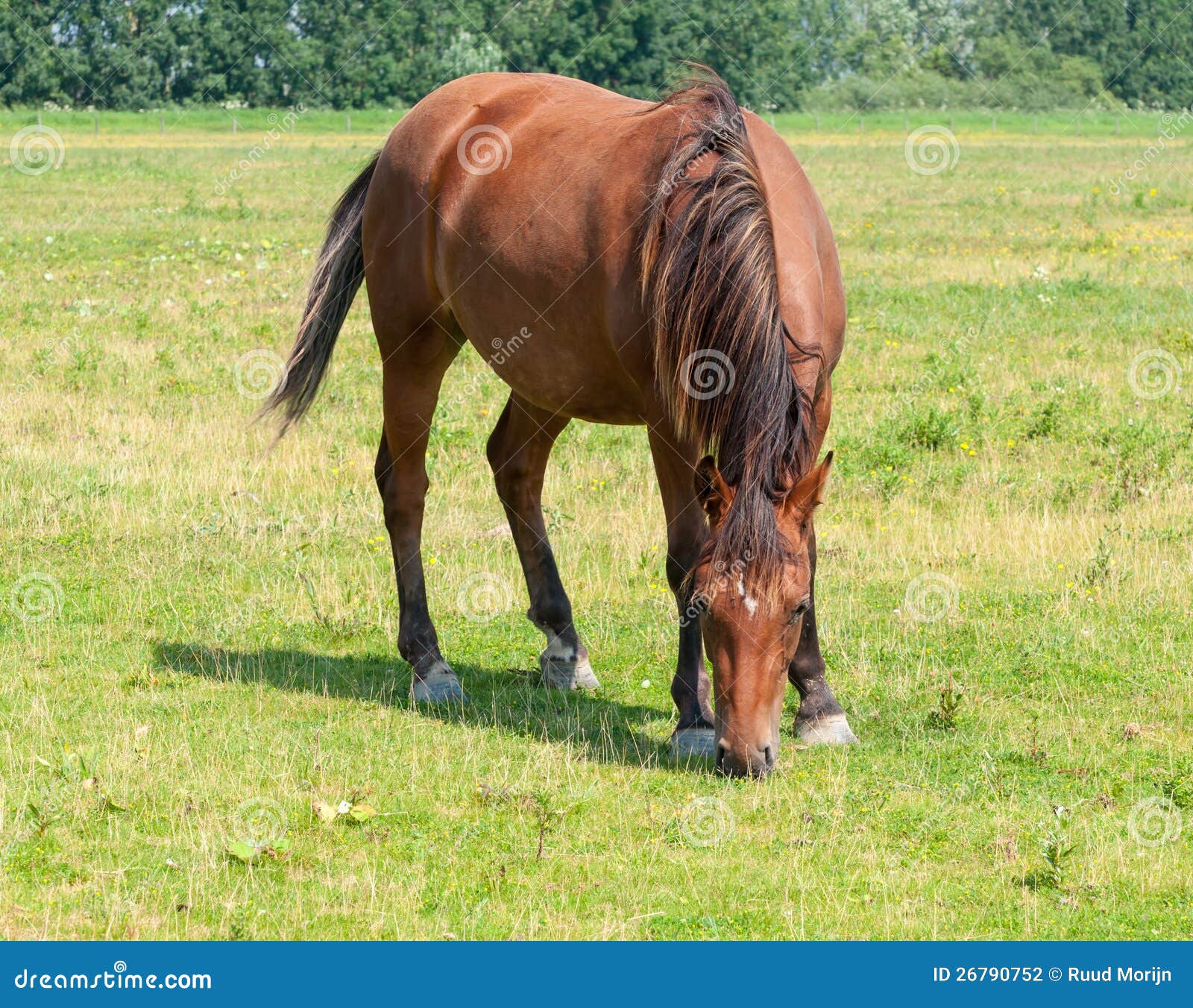 Brown horse grazing alone stock photo. Image of livestock 26790752