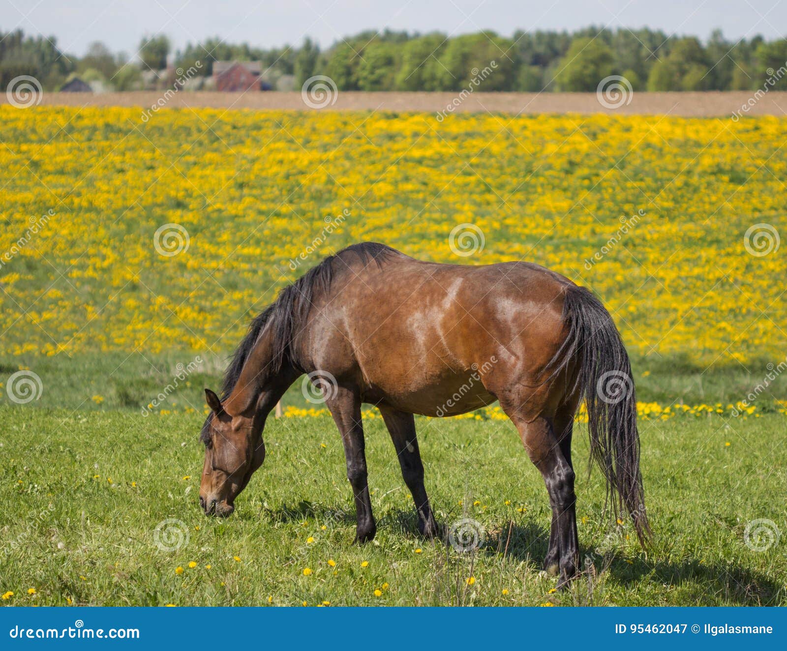 Brown Horse Grazing On A Green Meadow In The Afternoon Sun Stock Image