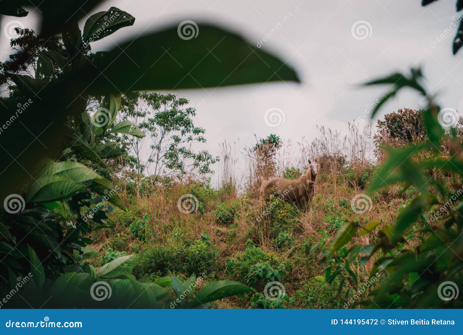 brown horse among green bushes