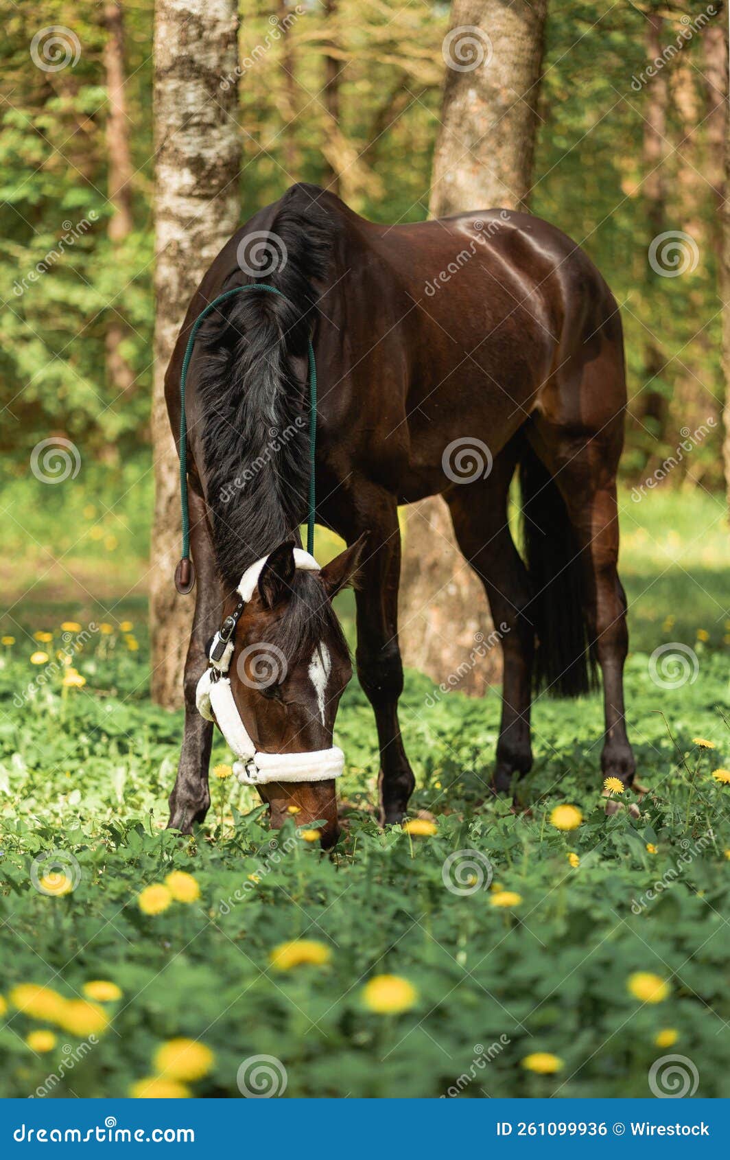 Brown Horse with Halter Grazing in Greenery Field Stock Photo Image
