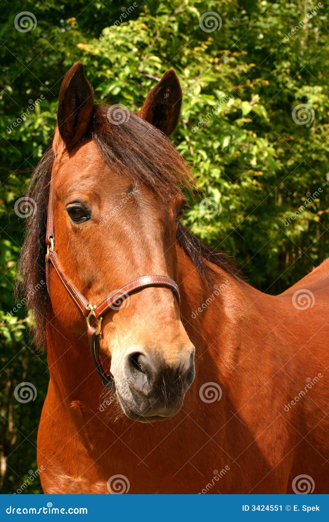 Brown horse head stock image. Image of green, animal