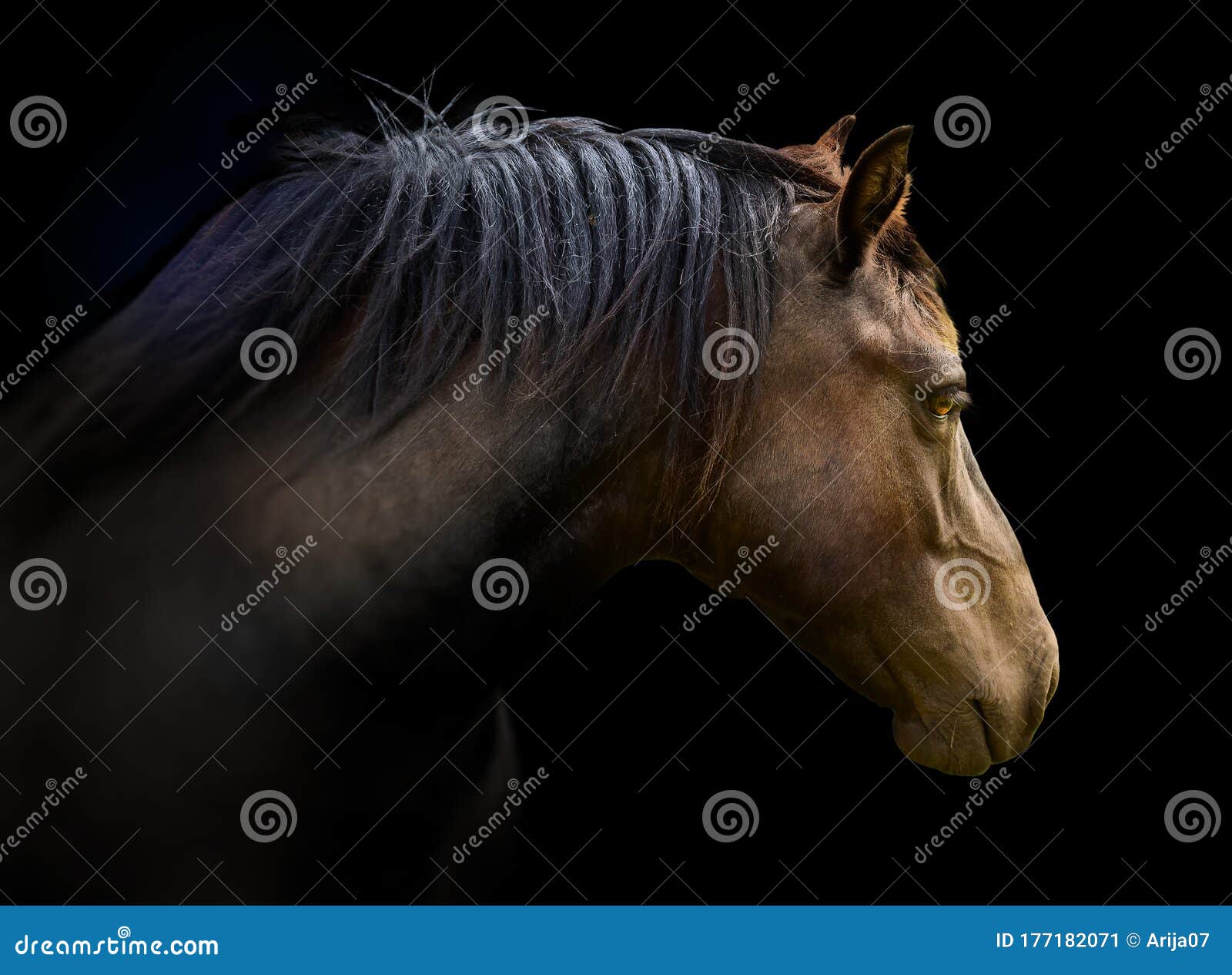 4,422 Horse Face Isolated Stock Photos - Free & Royalty-Free Stock Photos  from Dreamstime