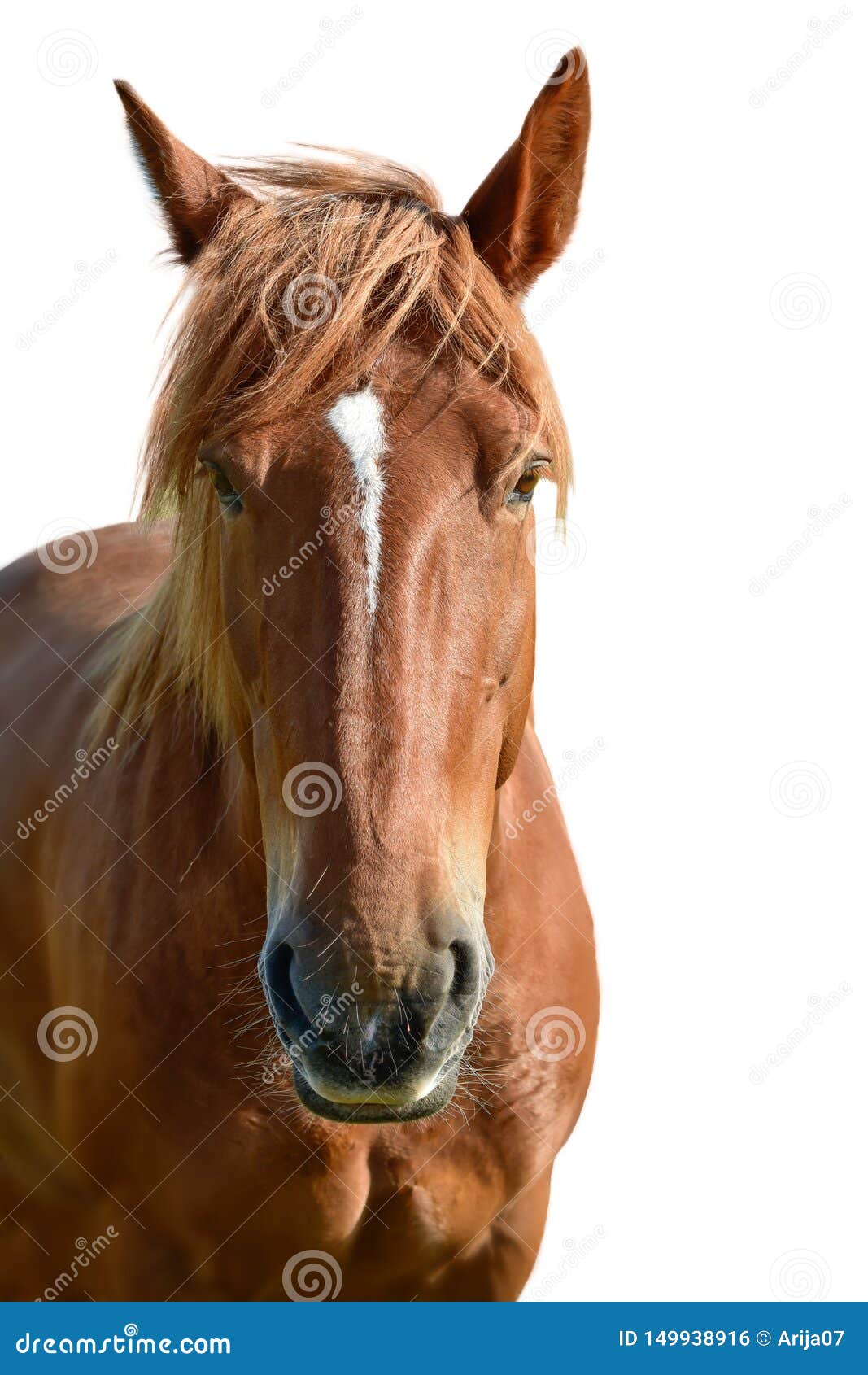 Horse Face Pics