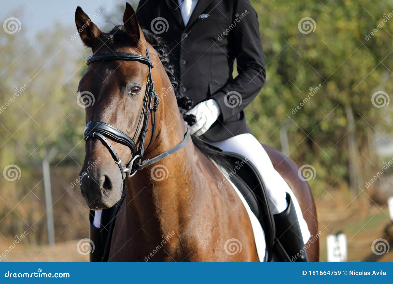 brown horse and rider in hipico contest