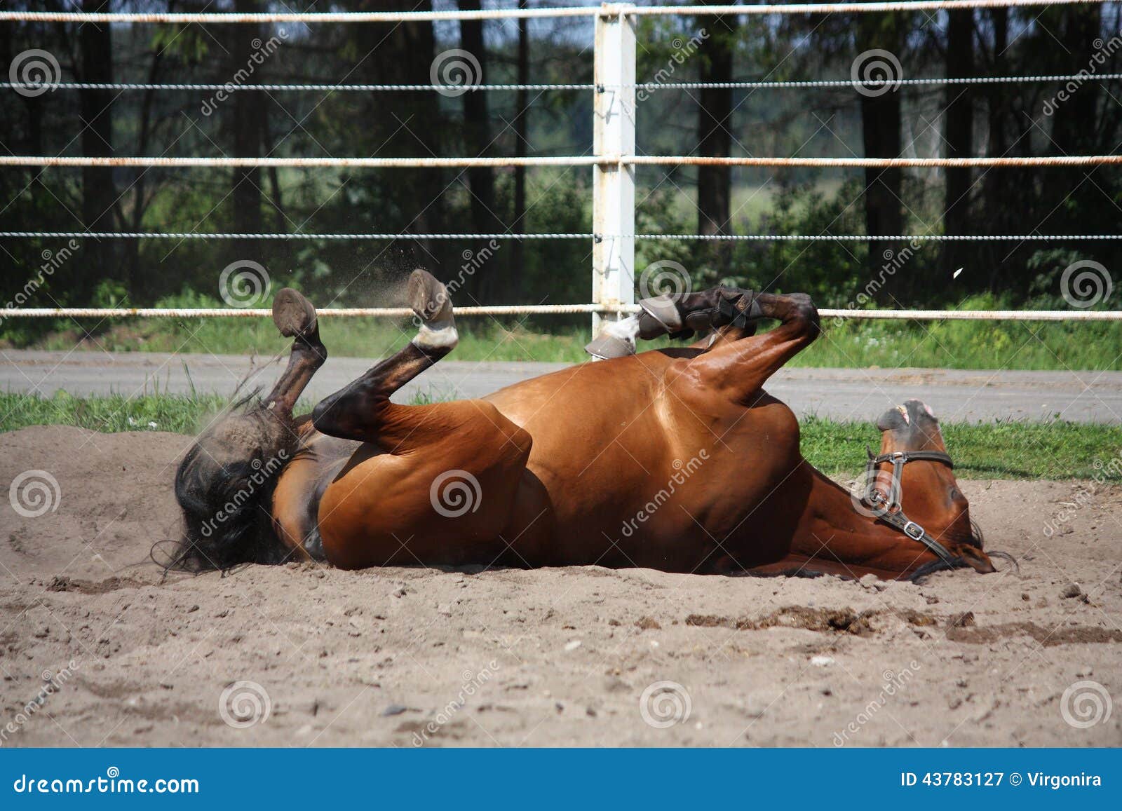 Brown Horse Rolling on the Ground Stock Image Image of happy, fence
