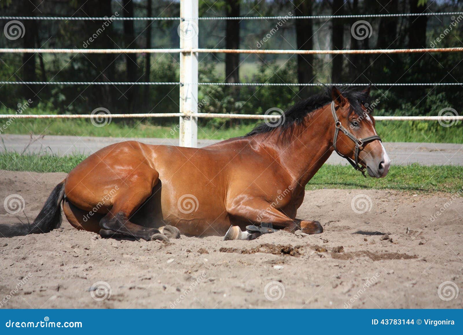 Brown Horse Rolling on the Ground Stock Photo Image of sand, rest