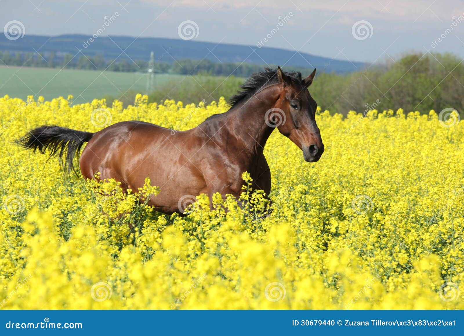 brown horse running in yellow colza field