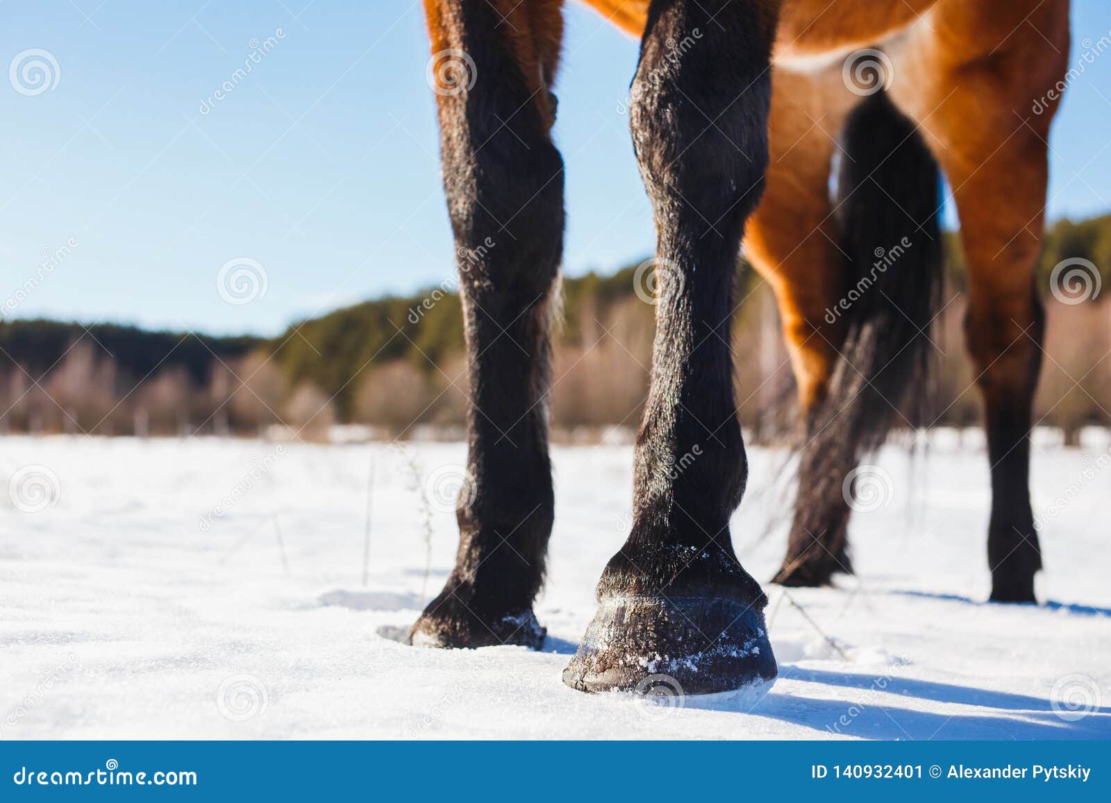 Brown Horse`s Hooves on Snow in Spring Stock Image Image of hooves