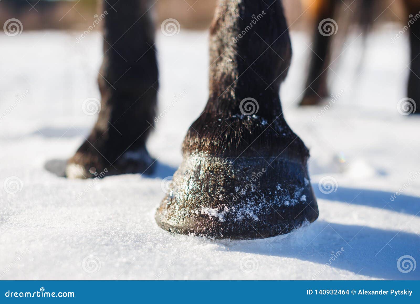 Brown Horse`s Hooves on Snow in Spring Stock Photo Image of buildings