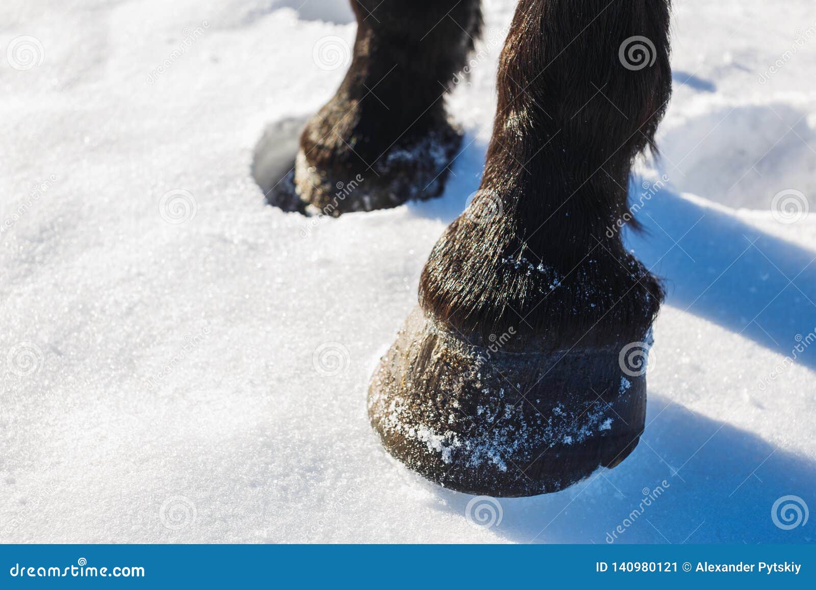 Brown Horse`s Hooves on Snow in Spring Stock Image Image of equine