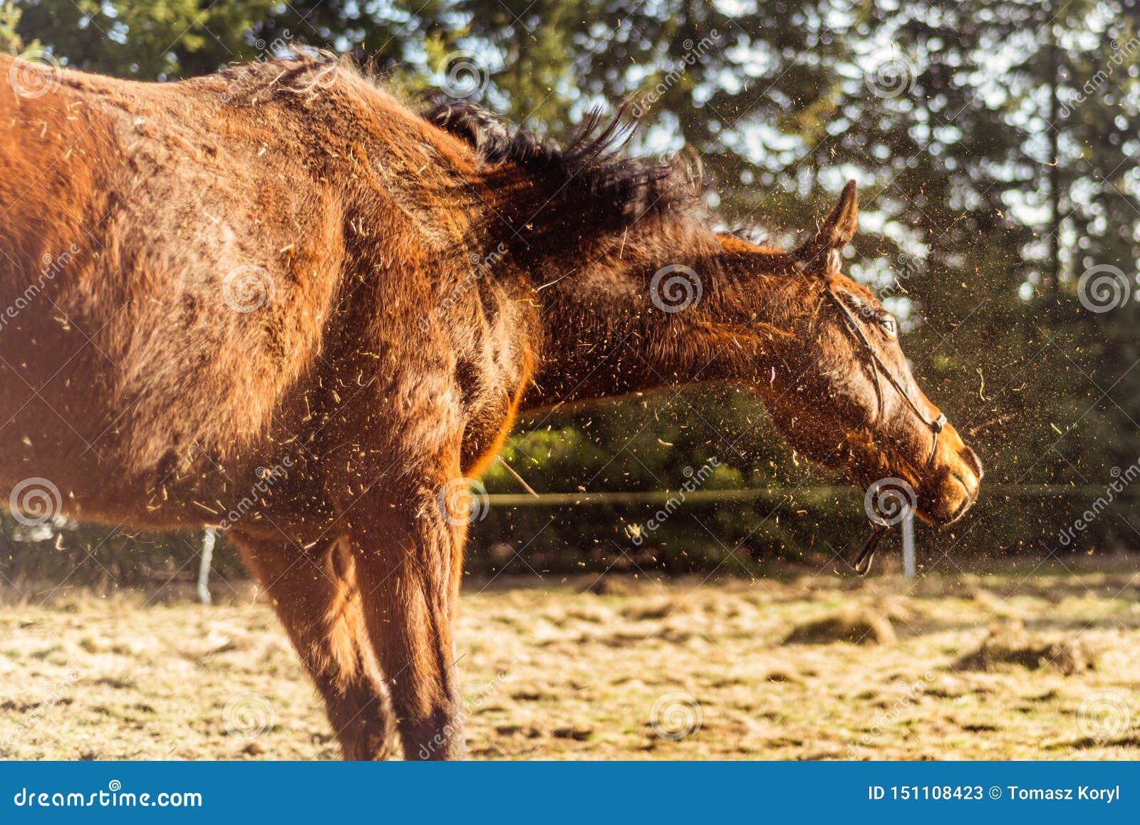 Brown Horse Shake Off the Dust in the Sunny Day Stock Image Image of