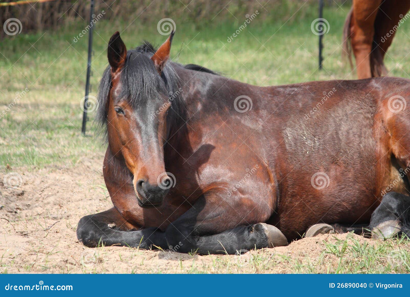 Brown Horse Sleeping on the Ground Stock Photo Image of adorable