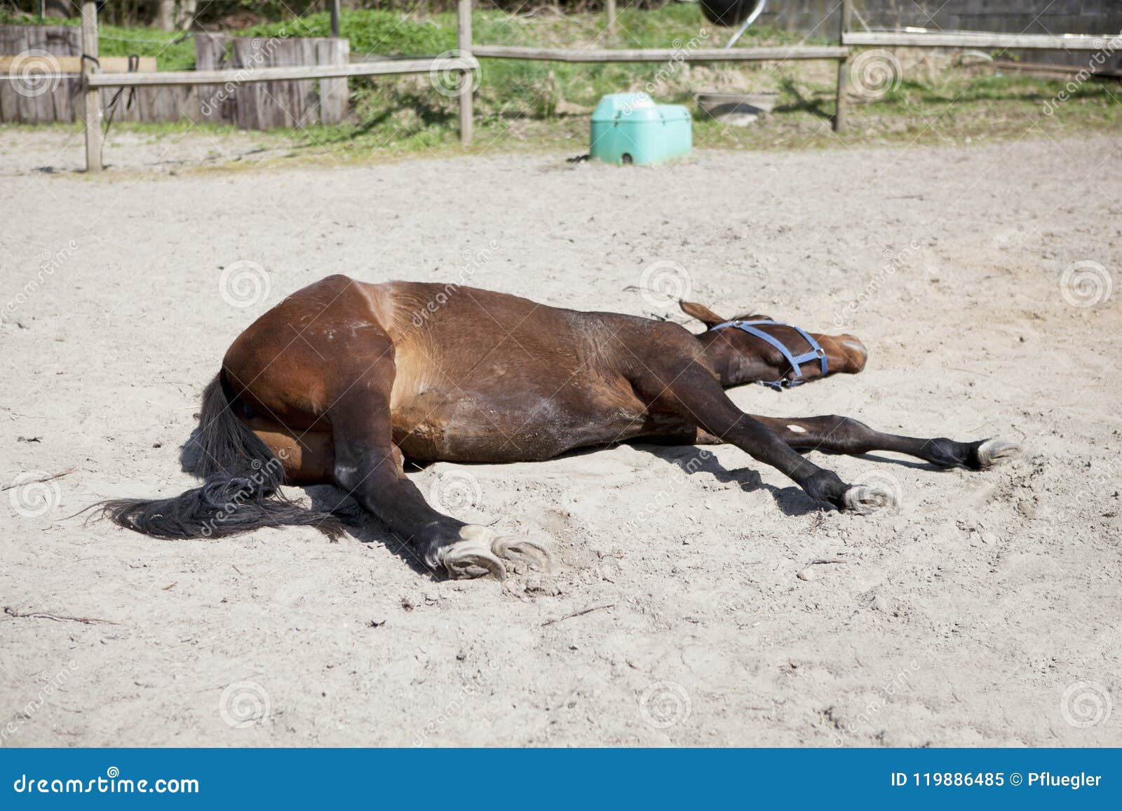 Horse is Sleeping on Paddock Stock Image Image of farm, equine 119886485