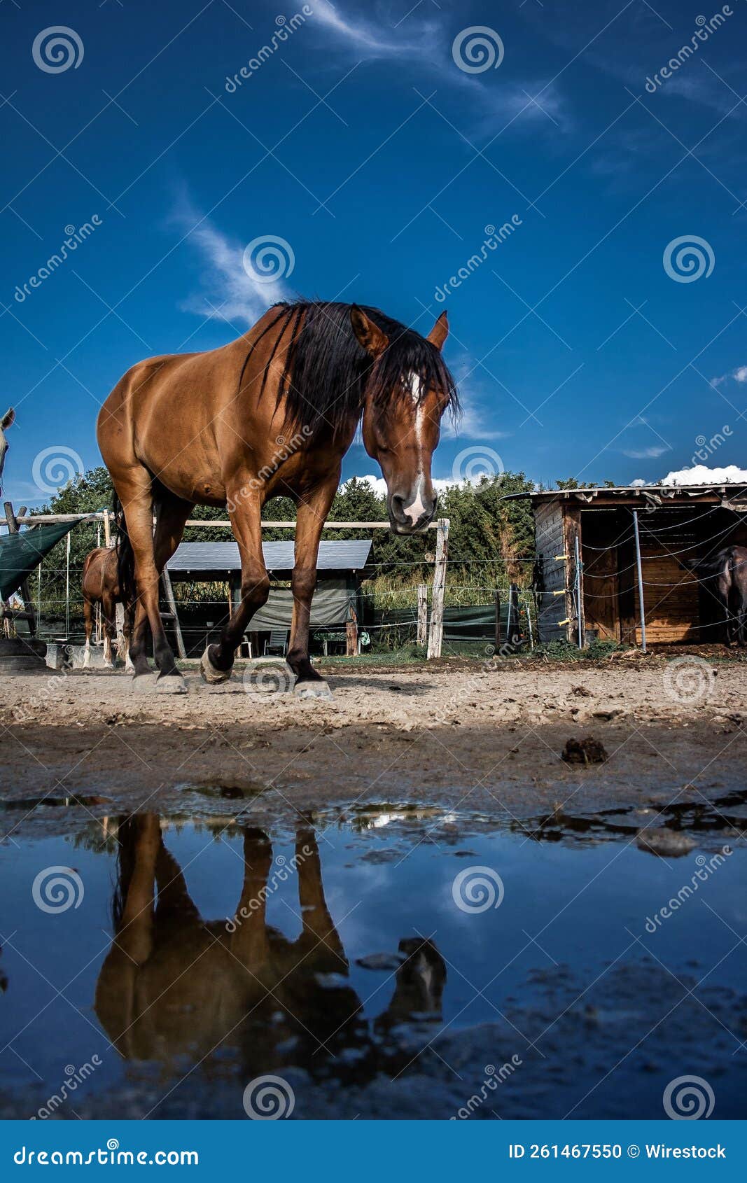Brown Horse Standing in Front of a Puddle of Water with Its Reflection on the Surface Stock