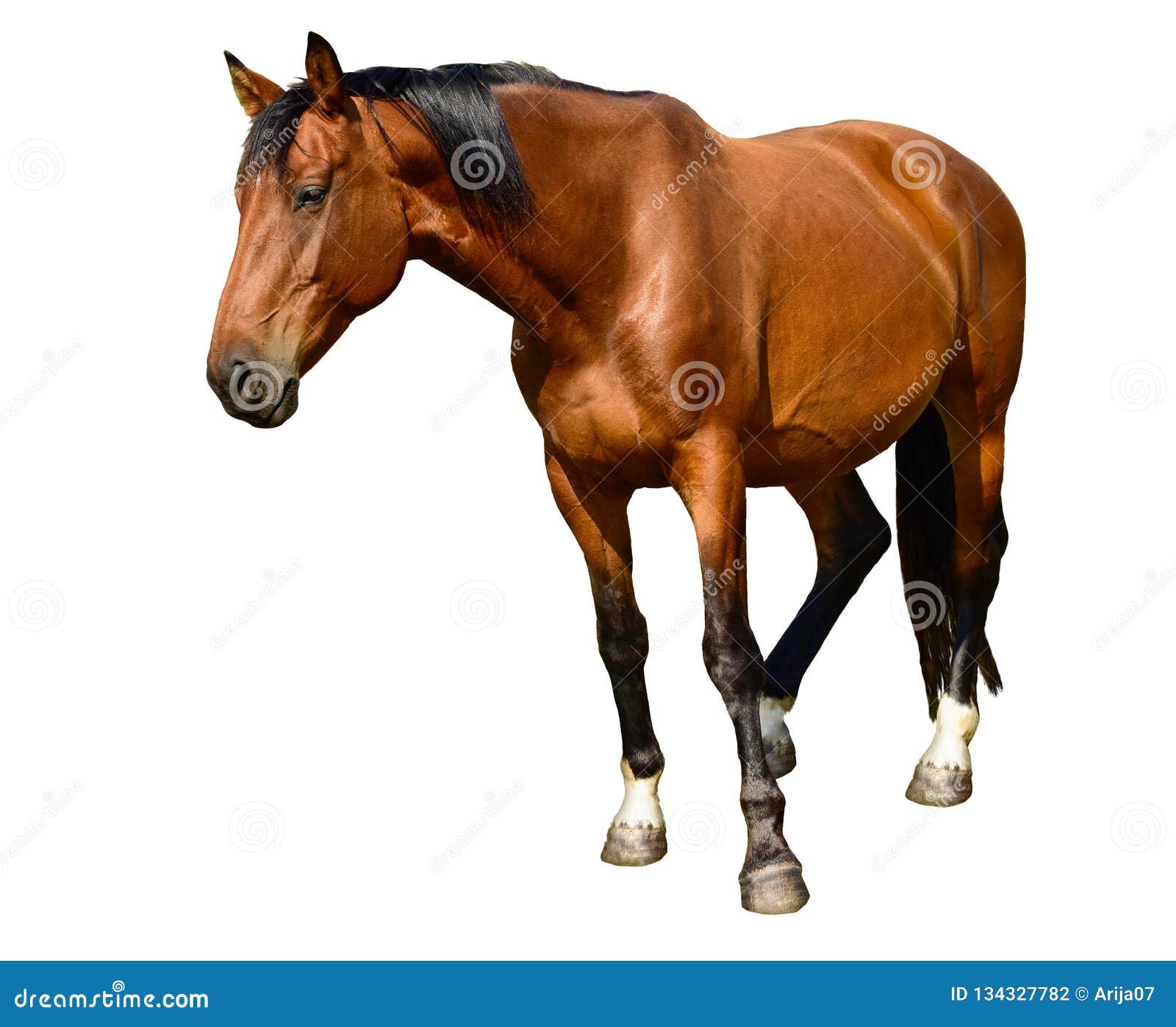 Bay Horse Standing Isolated White Background Stock Photo by ©kwadrat70  206585414