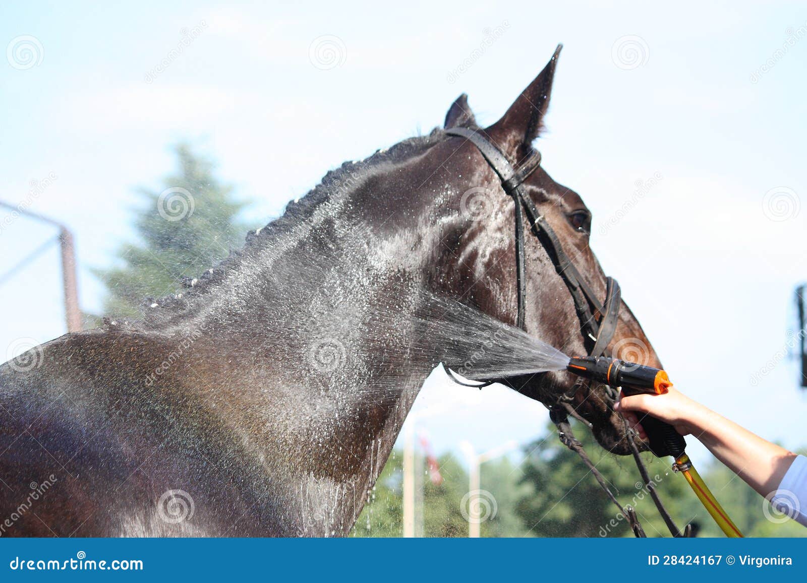 Brown horse taking a bath stock image. Image of horsemanship 28424167