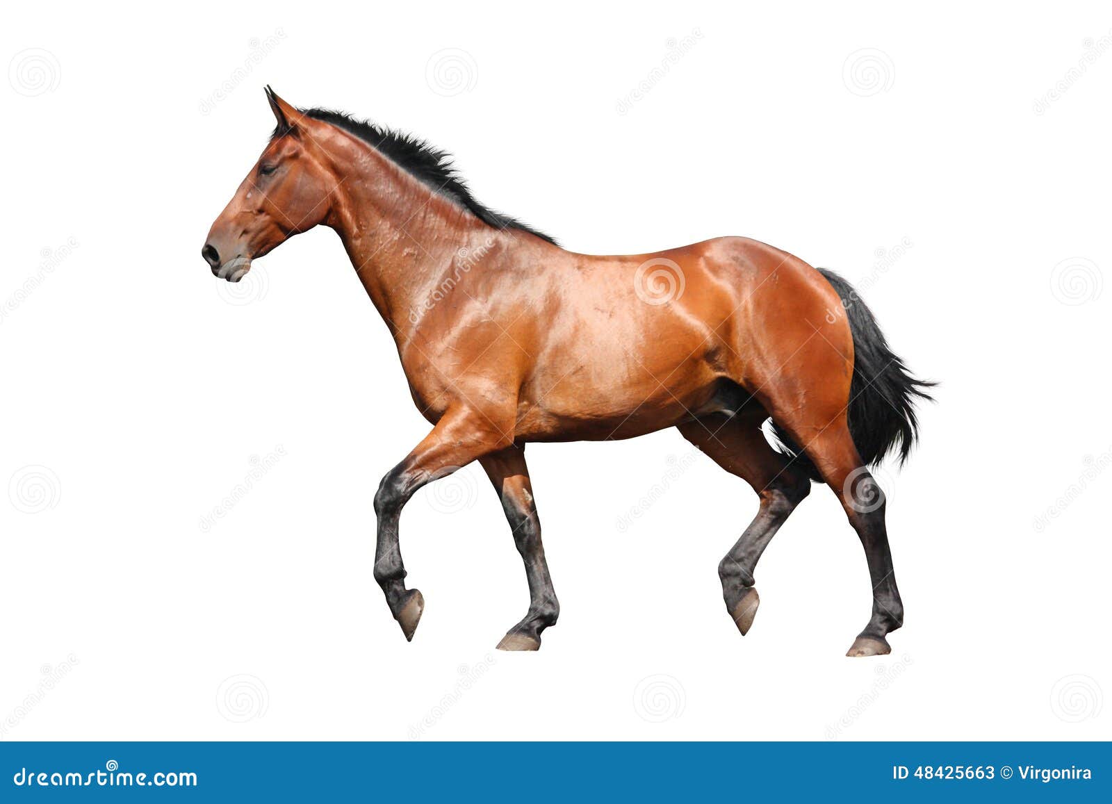 Brown Horse Trotting Fast Isolated on White Stock Image Image of