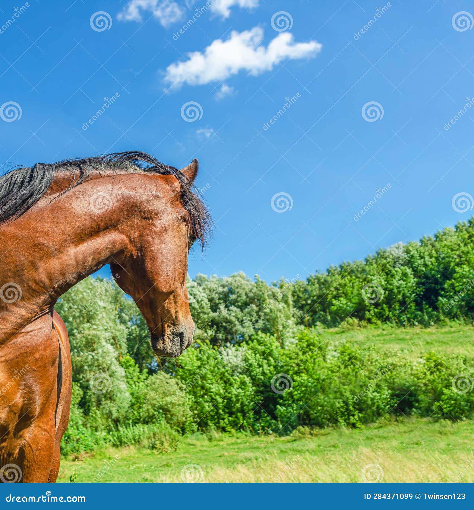 Brown Horse Turned Its Head Sideways on Pasture on a Summer Day Stock