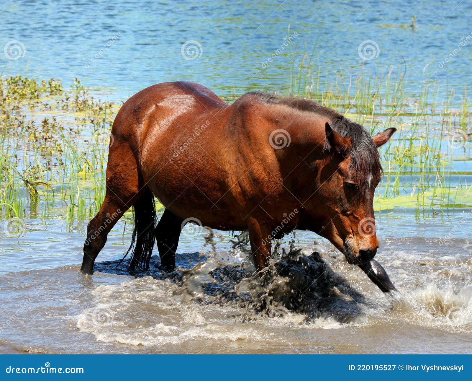 Brown horse in the water stock image. Image of mammal 220195527
