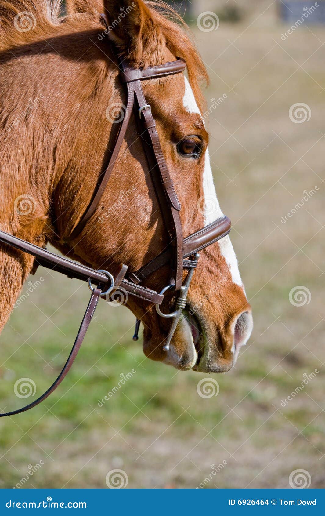 Brown horse wearing tack stock photo. Image of rural, looking 6926464