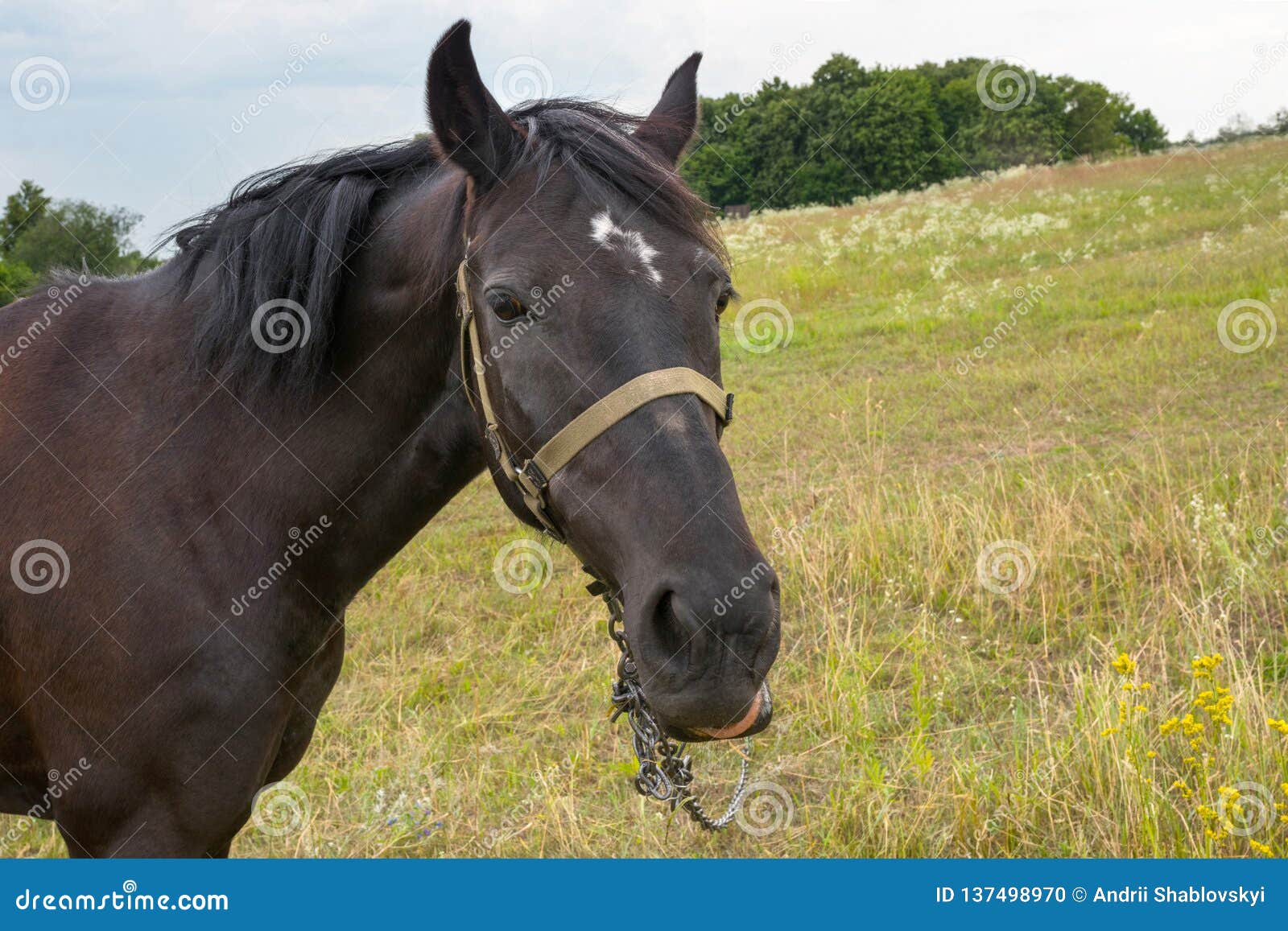 brown horse in the wild, close-up. agriculture