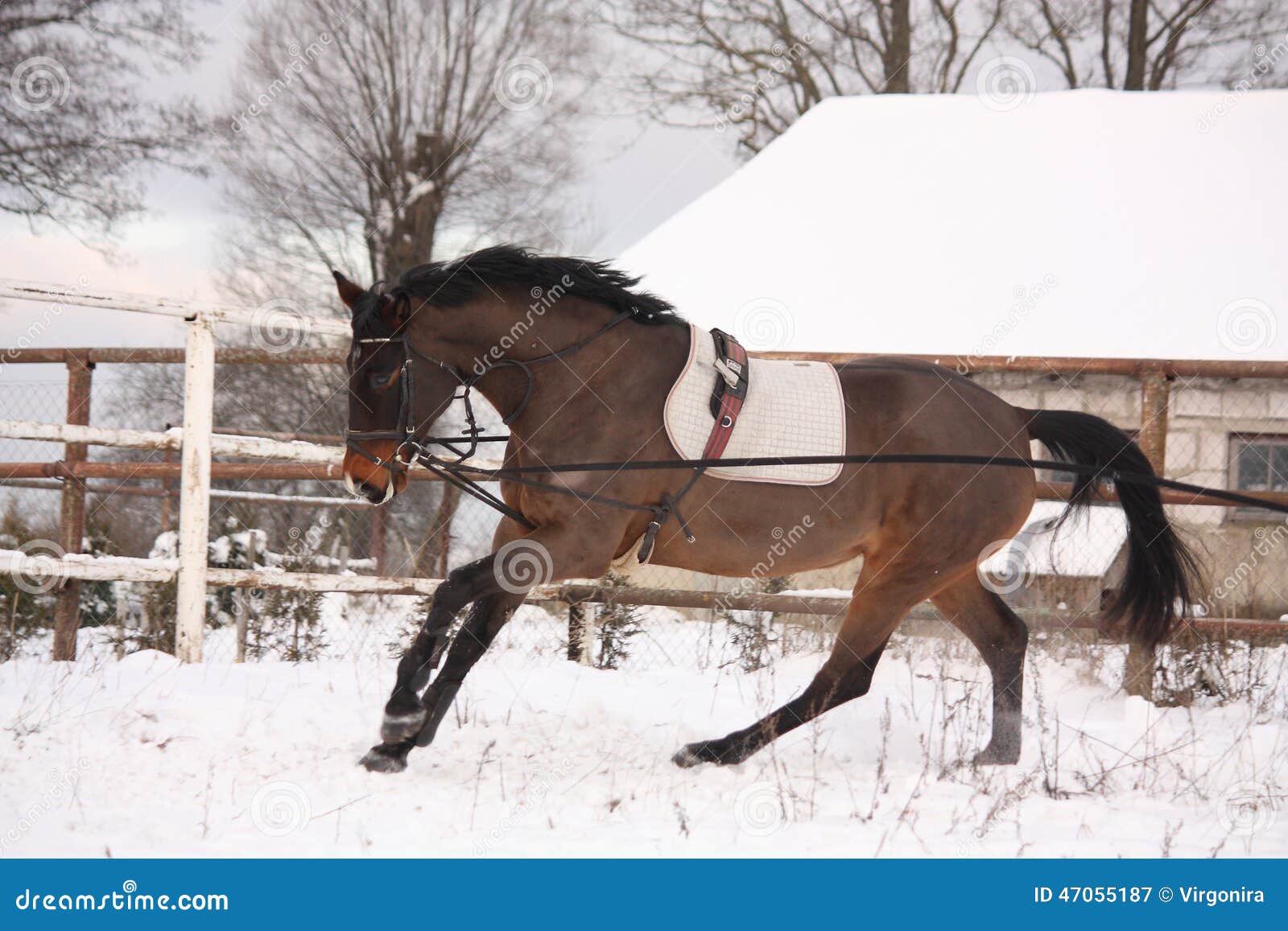 Brown Horse Working on the Lunge Stock Image Image of farm, cold