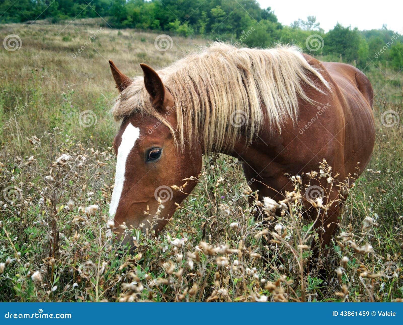 Brown Horse with Yellow Mane Stock Image Image of brown, country